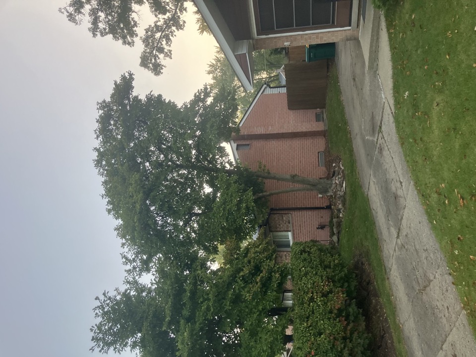 Tree removal before photo in Southeast Michigan
